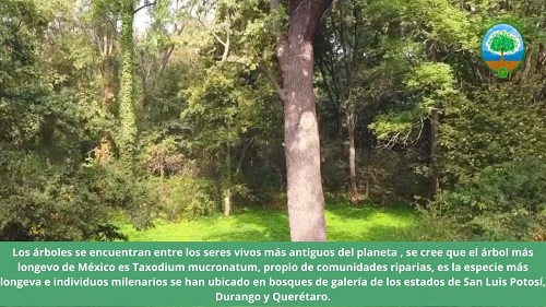 Día Árbol México